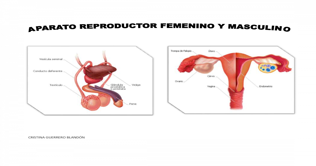 Aparato Reproductor Femenino Y Masculino Pdf Document